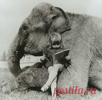 Funny-Elephant-Graphics-18.jpg (350×344)