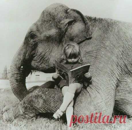 Funny-Elephant-Graphics-18.jpg (350×344)