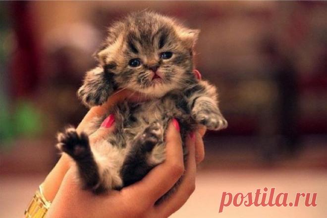 Радость моя!