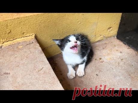 Я спасла свирепого уличного котенка, потому что он был опасен