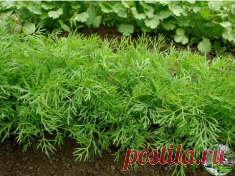Мой метод выращивания сочного укропа без зонтика 

Бывают специальные сорта укропа, которые растут пышными кустиками и долго не цветут. Они отлично подойдут "на еду" - в салаты, супы и вторые блюда. К таким сортам относятся:

Салют
Буян
Аллигатор
Дилл
Амазон

Есть сорта которые выдают немного листиков и быстро пускаются в цветение. Они нужны нам для засолки огурцов и помидоров. Самые популярные так называемые зонтичные сорта:

Дальний
Грибовский
Зонтик
Гренадер
Карлик

Сег...