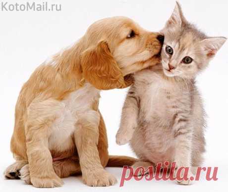 Я даже не представляю, как тебе вернуть твою котлету...