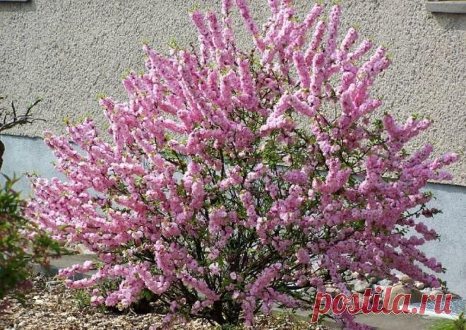 Северная сестра сакуры | Наталья Кудрявцева | Яндекс Дзен