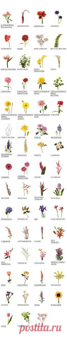 Pinterest