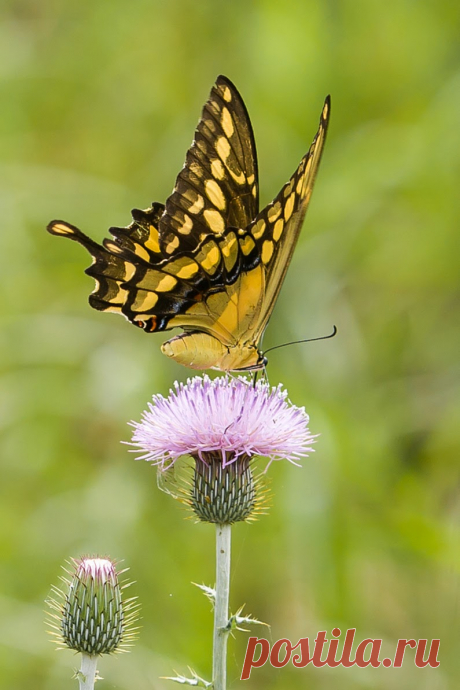 Butterflies &amp; moths! - Google+