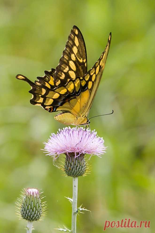 Butterflies & moths! - Google+