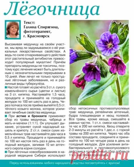 Медуница - легочница