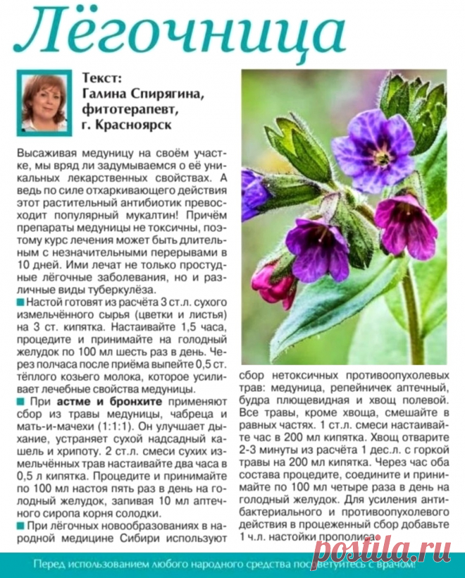Медуница - легочница
