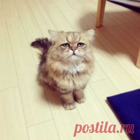 Муж оставил записку: "Не верь коту! Он ел!" 
А я смотрю на кота, и возникает ощущение, что врёт муж.