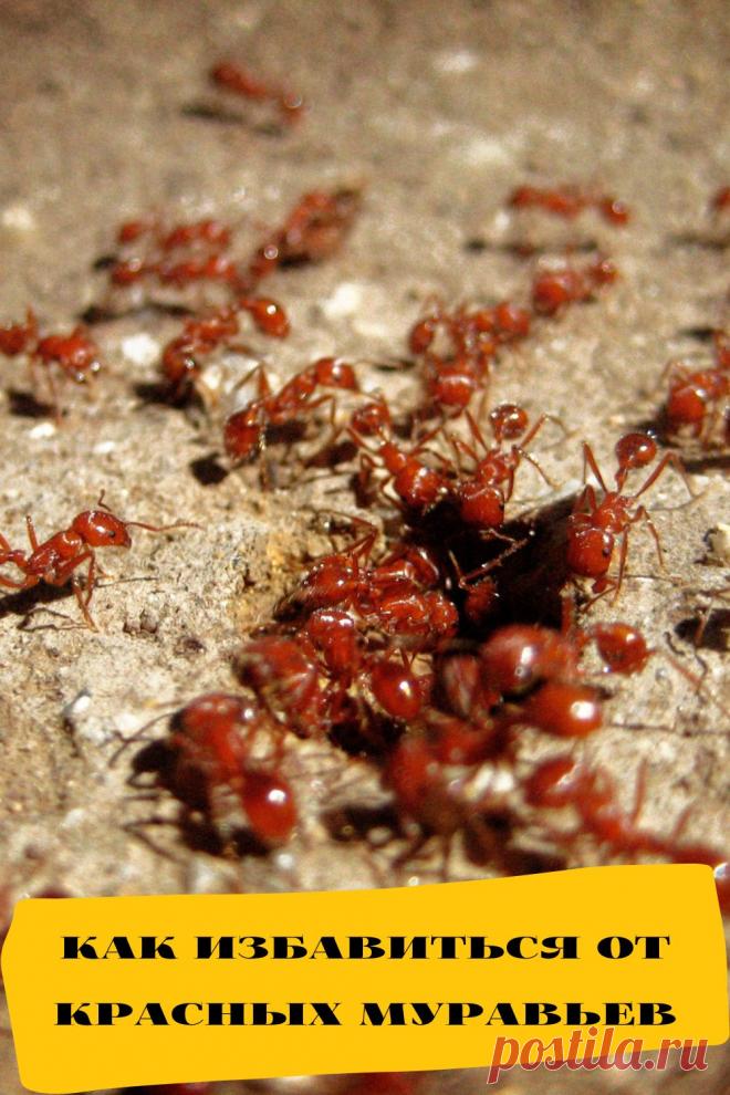 как избавиться от красных муравьев