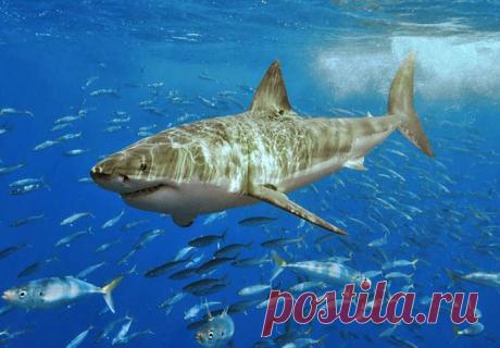 Грациозное существо...