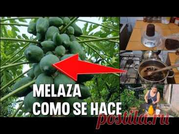 Como hacer MELAZA para tener árboles llenos de FRUTAS Y FLORES 🚫🐜🐜