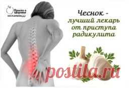 Чеснок, как лучший и быстрейший исцелитель от приступа радикулита..