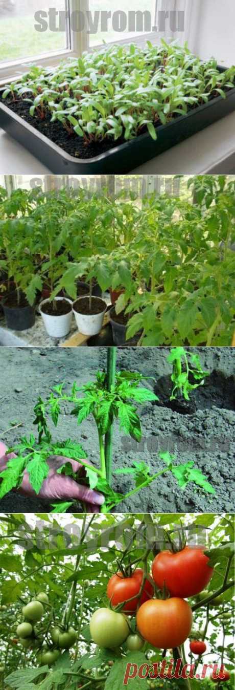 Как правильно вырастить рассаду помидор-Делай сам!