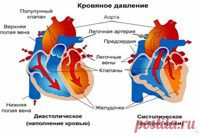 Давление у человека: о чем говорят верхние и нижние цифры показаний тонометра, какое давление считается нормальным