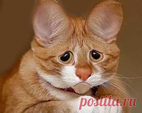 Грустный кот .