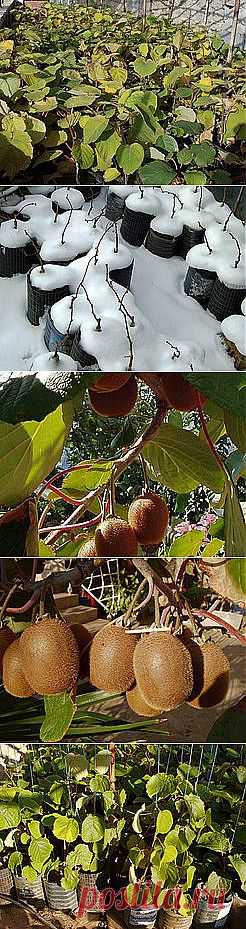 Саженцы Киви, Крым — Главная