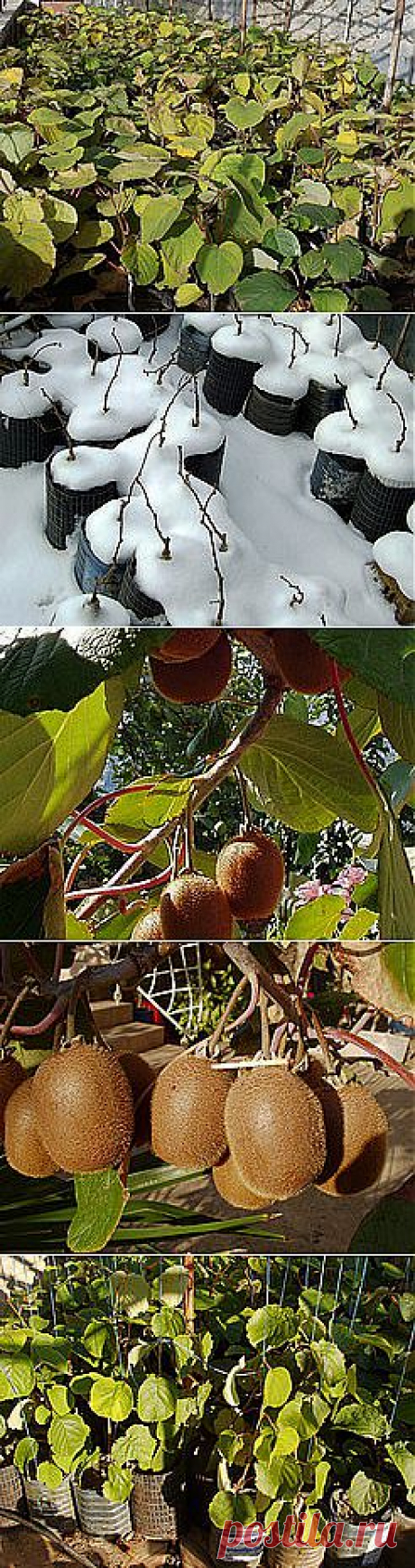 Саженцы Киви, Крым — Главная