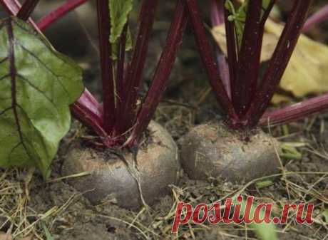 Секреты выращивания свеклы