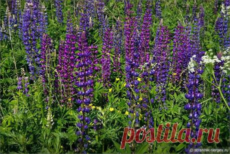 Путешествие в лето, посмотреть на цветущие поля