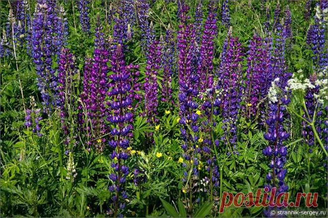 Путешествие в лето, посмотреть на цветущие поля