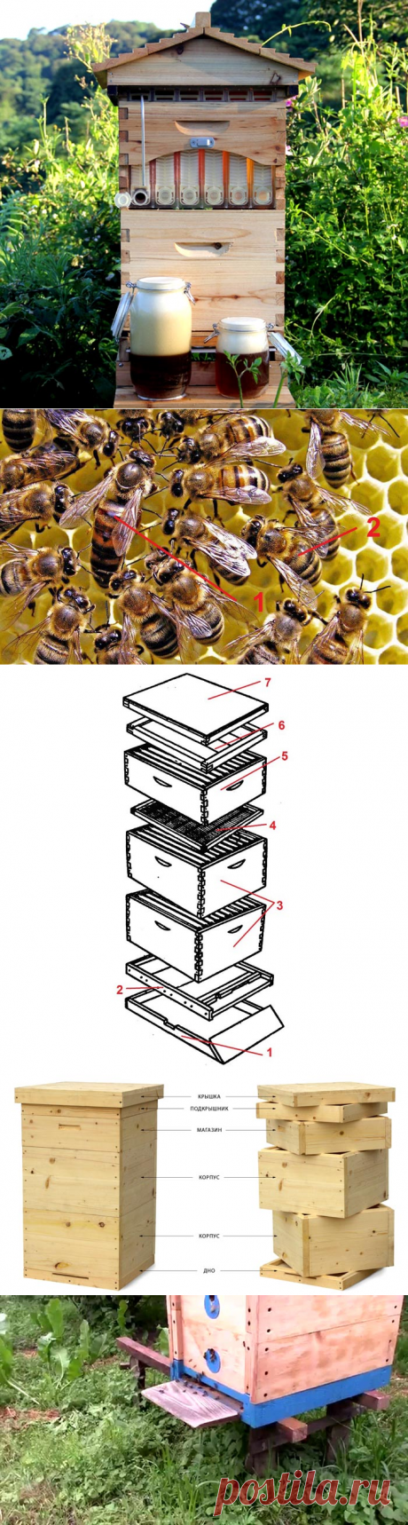 Улей своими руками: как сделать качественный «дом» для пчел без ошибок!

Если вы заядлый пчеловод или собираетесь им стать, то непременно стоит изготовить улей своими руками. Так можно сэкономить значительные денежные средства. Этот процесс поможет подробно ознакомиться с поведением пчел и эффективными технологиями производства меда. Самостоятельное изготовление позволит улучшить потребительские характеристики меда, продлить срок службы улья.