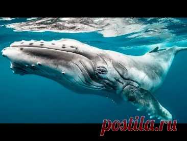 Песня и прыжки горбатого кита в естественной среде обитания.