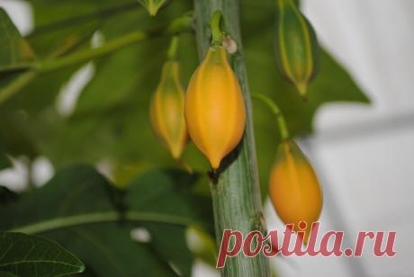 ПАПАЙЯ дуболистная (Carica quercifolia) - 1 саженец - 600 руб.  1 пак.  семян– 100 руб. Вышлю каталог растений.Пишите kippiep@mail.ru