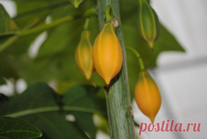 ПАПАЙЯ дуболистная (Carica quercifolia) - 1 саженец - 600 руб.  1 пак.  семян– 100 руб. Вышлю каталог растений.Пишите kippiep@mail.ru