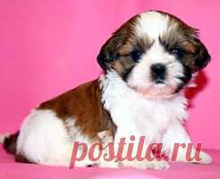 Щенки ши-тцу - Купить щенка ши-тцу Москва - Питомник ши-тцу Москва - щенки ши-тцу
