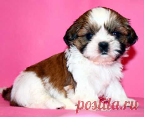 Щенки ши-тцу - Купить щенка ши-тцу Москва - Питомник ши-тцу Москва - щенки ши-тцу