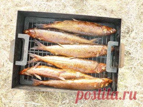 Байкальский омуль