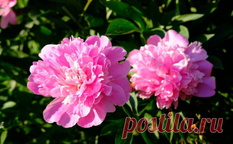 Апрельский уход за пионами: что нужно сделать для получения крупных и ярких шапок цветов Пионы дачники любят за относительную неприхотливость и невероятно красивый вид.

