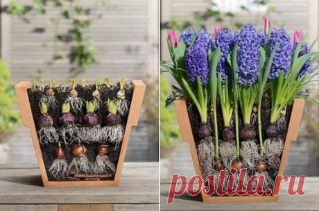 Как вырастить красивый букет первоцветов.