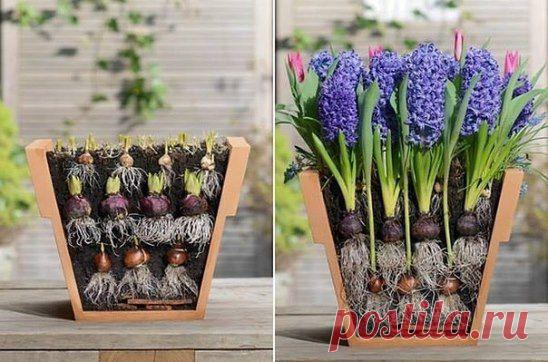 Как вырастить красивый букет первоцветов.