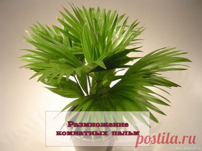 Комнатные растения. Размножение пальмы Размножение комнатных пальмПальмы, море, белый песок... Кто же не пробовал привезти с юга это тропическое растение? Если повезло, пальма прижилась, то вам наверняка захочется ее размножить. Наши советы помогут сделать это без вреда для растения.Размножение пальмы семенамиОчень быстро у...