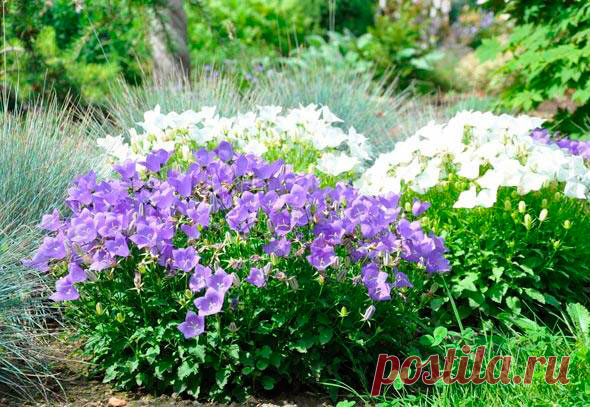 Многолетний садовый цветок Колокольчик (Campanula). Многолетнее, двулетнее или однолетнее травянистое растение высотой 70-100 см. Цветки колокольчатые, реже открытые до колесовидных, белые, голубые, синие, фиолетовые, розовые; иногда одиночные, но чаще собраны в метельчатые соцветия. Цветет с июня по сентябрь.

Основные виды.
Из многолетников в культуре встречаются: к.персиколистный (K.persicifolia) - высота 50-90 см, листья узкие, темно-зеленые, собраны в густые розетки.