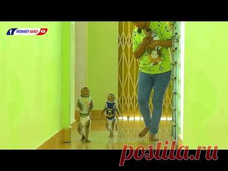 Adorable Baby Monkey KAKO LUNA Walking While Tiny NINA Hug MOM To Eat Mango Fruits