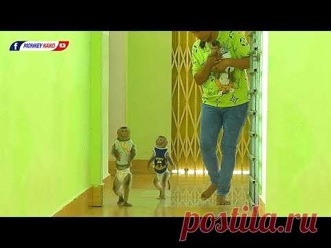 Adorable Baby Monkey KAKO LUNA Walking While Tiny NINA Hug MOM To Eat Mango Fruits