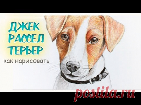 Как нарисовать ДЖЕКА РАССЕЛА ТЕРЬЕРА собачку | How to Draw a Dog Jack Russell Terrier