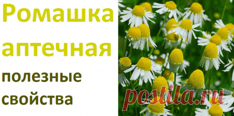 Ромашка аптечная, лекарственные свойства, рецепты | Советы целительницы