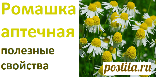 Ромашка аптечная, лекарственные свойства, рецепты | Советы целительницы