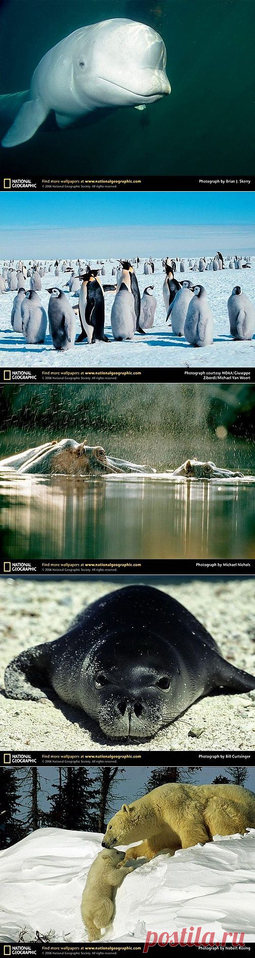 Дикие животные. Продолжение / Питомцы