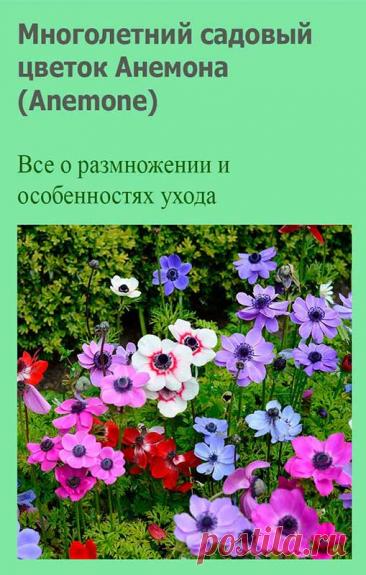 Многолетний садовый цветок Анемона (Anemone). Корневищный или клубневый травянистый многолетник с прямостоячими стеблями до 80 см высотой. Листья перисторассеченный или дважды тройчатые, длинночерешковые, на стебле - малочисленные, прикорневые образуют розетки. Цветки одиночные, иногда собраны в полузонтики, часто полумахровые или махровые, 3-8 см в диаметре, разнообразной окраски.