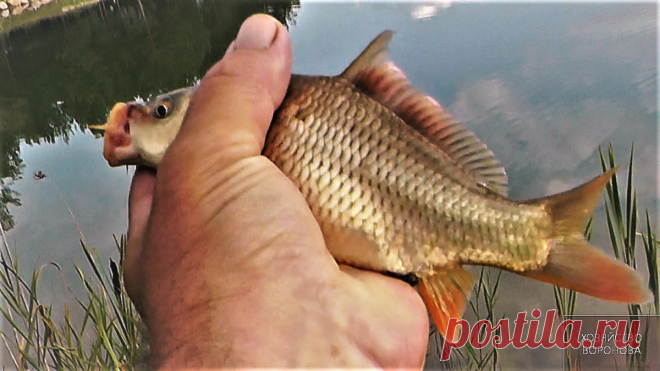 5 причин, почему товарная рыба в прудах медленно растёт | Хозяйство Воронова | Яндекс Дзен