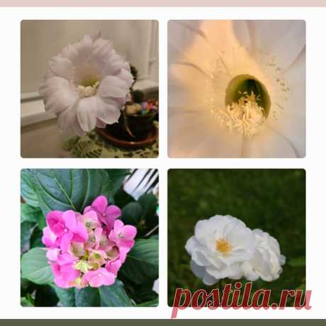 Публикация @collageaest в Now #цветы #природа #коллаж