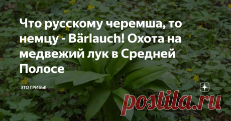 Что русскому черемша, то немцу - Bärlauch! Охота на медвежий лук в Средней Полосе Черемша в центральной России - растение культовое. Жителям Северного Кавказа и сибирякам понять это непросто. Труднодоступность - одно из необходимых условий для получения культового статуса. Это всё равно, что где-нибудь в Греции сделали объектом культа лещину, наш лесной орех. Или взять, как писал когда-то великий Фазиль Искандер, трепетное отношение к красной смородине в довоенной Абхазии....