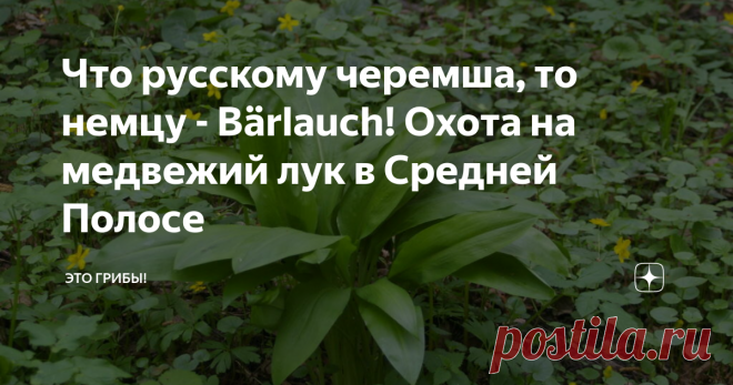 Что русскому черемша, то немцу - Bärlauch! Охота на медвежий лук в Средней Полосе Черемша в центральной России - растение культовое. Жителям Северного Кавказа и сибирякам понять это непросто. Труднодоступность - одно из необходимых условий для получения культового статуса. Это всё равно, что где-нибудь в Греции сделали объектом культа лещину, наш лесной орех. Или взять, как писал когда-то великий Фазиль Искандер, трепетное отношение к красной смородине в довоенной Абхазии....