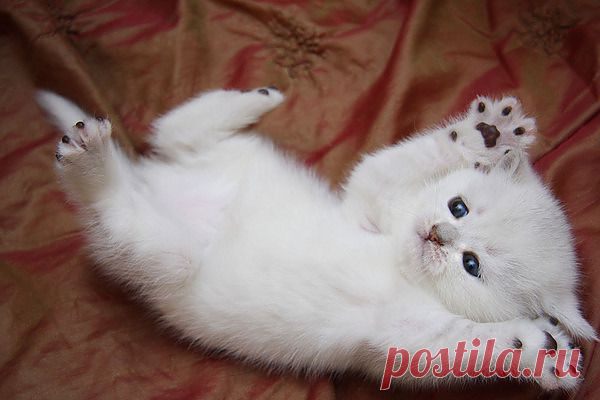 Мой Мир@Mail.Ru