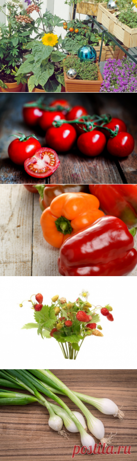 Огород на балконе - что посадить своими руками